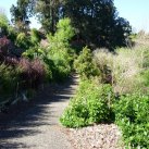 River terrace.  October 2009. Akeake planted. Cambridge Tree Trust